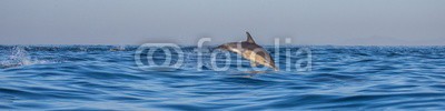 gudkovandrey, Dolphins jump out at high speed out of the water. South Africa. False Bay. (delphine, meer, ozean, afrika, südafrika, säugetier, meeressäuger, springen, raced, wasser, gischt, tier, wild animals, verhalten, zoologie, tierschutz, meerestier, faun)