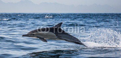 gudkovandrey, Dolphins jump out at high speed out of the water. South Africa. False Bay. (delphine, meer, ozean, afrika, südafrika, säugetier, meeressäuger, springen, raced, wasser, gischt, tier, wild animals, verhalten, zoologie, tierschutz, meerestier, faun)