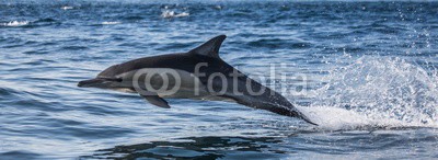 gudkovandrey, Dolphins jump out at high speed out of the water. South Africa. False Bay. (delphine, meer, ozean, afrika, südafrika, säugetier, meeressäuger, springen, raced, wasser, gischt, tier, wild animals, verhalten, zoologie, tierschutz, meerestier, faun)