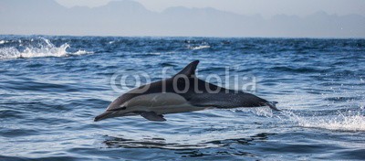 gudkovandrey, Dolphins jump out at high speed out of the water. South Africa. False Bay. (delphine, meer, ozean, afrika, südafrika, säugetier, meeressäuger, springen, raced, wasser, gischt, tier, wild animals, verhalten, zoologie, tierschutz, meerestier, faun)