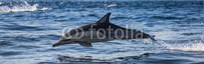 gudkovandrey, Dolphins jump out at high speed out of the water. South Africa. False Bay. (delphine, meer, ozean, afrika, südafrika, säugetier, meeressäuger, springen, raced, wasser, gischt, tier, wild animals, verhalten, zoologie, tierschutz, meerestier, faun)