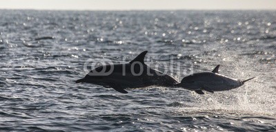 gudkovandrey, Dolphins jump out at high speed out of the water. South Africa. False Bay. (delphine, meer, ozean, afrika, südafrika, säugetier, meeressäuger, springen, raced, wasser, gischt, tier, wild animals, verhalten, zoologie, tierschutz, meerestier, faun)
