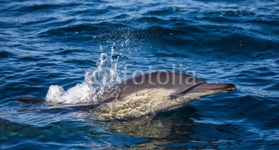 gudkovandrey, Dolphins jump out at high speed out of the water. South Africa. False Bay. (delphine, meer, ozean, afrika, südafrika, säugetier, meeressäuger, springen, raced, wasser, gischt, tier, wild animals, verhalten, zoologie, tierschutz, meerestier, faun)