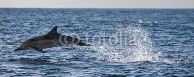 gudkovandrey, Dolphins jump out at high speed out of the water. South Africa. False Bay. (delphine, meer, ozean, afrika, südafrika, säugetier, meeressäuger, springen, raced, wasser, gischt, tier, wild animals, verhalten, zoologie, tierschutz, meerestier, faun)