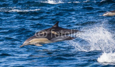 gudkovandrey, Dolphins jump out at high speed out of the water. South Africa. False Bay. (delphine, meer, ozean, afrika, südafrika, säugetier, meeressäuger, springen, raced, wasser, gischt, tier, wild animals, verhalten, zoologie, tierschutz, meerestier, faun)