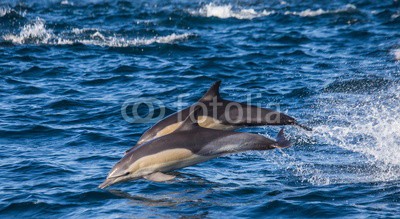gudkovandrey, Dolphins jump out at high speed out of the water. South Africa. False Bay. (delphine, meer, ozean, afrika, südafrika, säugetier, meeressäuger, springen, raced, wasser, gischt, tier, wild animals, verhalten, zoologie, tierschutz, meerestier, faun)