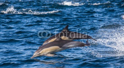 gudkovandrey, Dolphins jump out at high speed out of the water. South Africa. False Bay. (delphine, meer, ozean, afrika, südafrika, säugetier, meeressäuger, springen, raced, wasser, gischt, tier, wild animals, verhalten, zoologie, tierschutz, meerestier, faun)