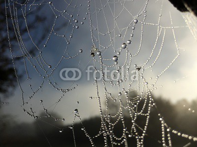 Nailia Schwarz, Spinnennetz mit Tautropfen (web, das spinnennetz, herbst, tautropfen, rieseln, nass, regen, web, stark, natur, strukture)