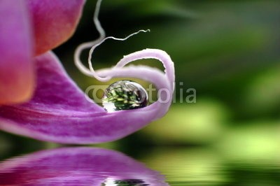 Stefan Körber, Orchidee (cymbidium, phalaenopsis, nass, rieseln, gras, badehaus, badewannen, organisch, biologisch, durst, entspannung, rahe, funkeln, frieden, licht, natur, natürlich, oase, pure, quelle, spiegelung, entspannen, erholung, farbe, spaß, gesund, gesundheit, hal)