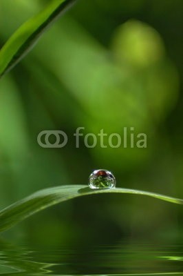 Stefan Körber, Tropfen auf Blatt (allein, bambus, nass, rieseln, gras, grün, badehaus, badewannen, organisch, biologisch, durst, entspannung, rahe, funkeln, frieden, licht, natur, natürlich, oase, pure, quelle, spiegelung, entspannen, erholung, farbe, spaß, gesund, gesundheit, halm, kla)
