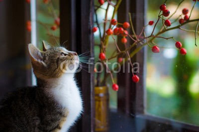 katarinagondova, lovely cat animal (katze, sit, fenster, allein, süss, haustier, säugetier, blick, tier, kätzchen, lieblich, hübsch, horizontale, monochrom, brier, herbs)