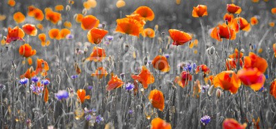 Mike Mareen, poppy field (mohn, feld, rot, mohn, frühling, blume, sommer, grün, natur, hintergrund, pflanze, landschaft, schöner, sonne, wiese, schönheit, gärten, ackerbau, blühen, blühen, ländliche, blume, farbe, himme)