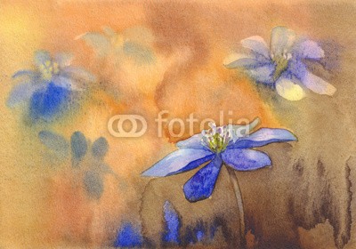 Egle, Blue hepatica on orange background (hintergrund, blühen, karte, floral, blume, gärten, leberblümchen, natur, frühling, wasserfarben, kunst, schöner, blau, botanisch, bunt, entwerfen, begrüssung, abbildung, einladung, romantisch, jahrgang, hochzeit, groß, close-up, zeichnung, gezeichne)