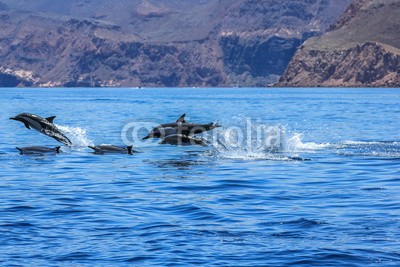 bennymarty, Dolphins jumping near the coast of a Isla Espiritu Santo in Baja California. (delphine, springen, delphine, la paz, wildlife, mexiko, gruppe, niederkalifornien, ozean, natur, tier, wasser, karibik, lebewesen, hübsch, geniessen, schwimmflossen, freiheit, spaß, freudig, urlaub, life, säugetier, marin, spiel, meer, platsch, somme)