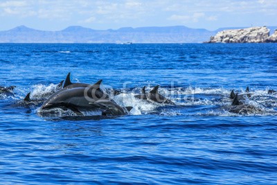 bennymarty, Dolphins jumping in Mexico. Isla Espiritu Santo near La Paz, in Baja California. (delphine, springen, delphine, la paz, wildlife, mexiko, gruppe, niederkalifornien, ozean, natur, tier, wasser, karibik, lebewesen, hübsch, geniessen, schwimmflossen, freiheit, spaß, freudig, urlaub, life, säugetier, marin, spiel, meer, platsch, somme)