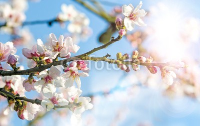 doris oberfrank-list, Glückwunsch, alles Liebe: Verträumte Kirschblüten  vor blauem Frühlingshimmel :) (frühling, blume, jahreszeit, valentinstag, mandelblüte, landesgrenzen, glück wünschen, landschaft, blume, japanisch, kirschblüte, kirschblüte, baum, blühend, blume, muttertag, geburtstag, hochzeitstag, glückwunschkarte, engagement, jahrestag, pfal)