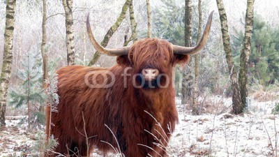 TravelShots.nl, Highland cattle in snowy landscape (kuh, highland, vieh, tier, horn, schnee, landschaft, winter, baum, herd)