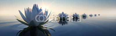 psdesign1, Lotusblüten im Sonnenuntergang (lotusblume, lotus, wasser, zen, blume, meditation, stille, feng shui, ozean, wellness, see, think, beschaulichkeit, kreativität, sonnenuntergang, abend, geist, entspannung, himmel, sonne, peace, welle, tiefe, blau, besinnung, stärke, energie, wohlbefinde)