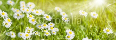 Wolfilser, Bunte Blumenwiese im Frühling und Sonnenstrahlen (frühling, gänseblümchen, wiese, blume, sonnenstrahl, sonnenstrahl, sonne, frühlingsblume, jahreszeit, time out, banner, panorama, niemand, organisch, entspannung, spa, erholung, erholung, gärten, gesundheit, gras, glückwunschkarte, landschaft, natu)
