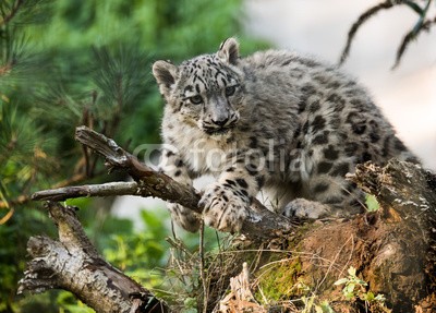 Daniel, Schneeleopard (schneeleopard, tierpark, biest, bab)