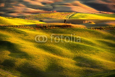 stevanzz, Volterra panorama, rolling hills, fields, meadow and lonely tree. Tuscany, Italy (toskana, wiese, landschaft, feld, rollend, hügel, hügel, siena, pisa, panorama, italien, landschaft, sonnenuntergang, terrain, boden, verschmutzt, lawn, zypresse, licht, schatten, baum, panoramisch, antenne, frühling, staat, reiseziel, feld, grü)