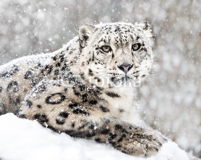 Abeselom Zerit, Snow Leopard In Snow Storm III (schneeleopard, schnee, tier, raubkatze, katze, fauna, katzen, säugetier, natur, schneefall, schneeflocke, verschnei)