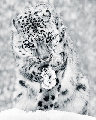 Abeselom Zerit, Snow Leopard in Snow Storm IV BW (schneeleopard, schnee, tier, raubkatze, katze, fauna, katzen, lecken, licken, säugetier, natur, schneefall, schneeflocke, verschnei)