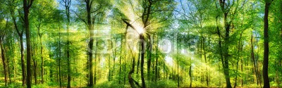 Smileus, Frisch grüner Wald, verzaubert von Sonnenstrahlen, Landschaft Panorama (wald, baum, natur, sonne, landschaft, frühling, sommer, panorama, grün, ray, blatt, baum, sonnenschein, aussen, froh, flora, botanik, sonnenstrahl, naturpark, magie, magie, buche, idyllisch, idylle, umwelt, wald, frühling, sonnenlicht, licht, pflanz)