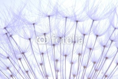 Anette Linnea Rasmus, soft dandelion seeds (pusteblume, samen, weiß, weich, pappus, blume, backgrounds, verwischen, verschwommen, botanisch, braun, schließen, dandy, details, verträumt, flora, floral, gärten, grau, haarig, makro, natur, draußen, mustern, pflanze, silhouette, himmel, strukture)