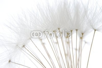 Anette Linnea Rasmus, soft white dandelion seeds (pusteblume, samen, weiß, weich, pappus, blume, backgrounds, verwischen, verschwommen, botanisch, braun, schließen, dandy, details, verträumt, flora, floral, gärten, grau, haarig, makro, natur, draußen, mustern, pflanze, silhouette, himmel, strukture)