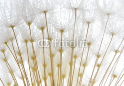 Anette Linnea Rasmus, soft white dandelion seeds (pusteblume, samen, weiß, weich, pappus, blume, backgrounds, verwischen, verschwommen, botanisch, braun, schließen, dandy, details, verträumt, flora, floral, gärten, grau, haarig, makro, natur, draußen, mustern, pflanze, silhouette, himmel, strukture)