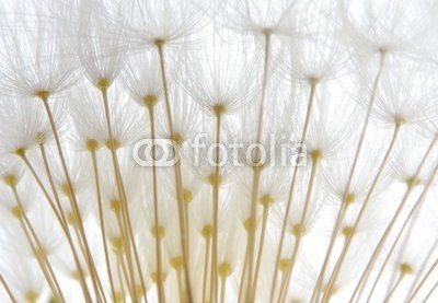 Anette Linnea Rasmus, soft white dandelion seeds (pusteblume, samen, weiß, weich, pappus, blume, backgrounds, verwischen, verschwommen, botanisch, braun, schließen, dandy, details, verträumt, flora, floral, gärten, grau, haarig, makro, natur, draußen, mustern, pflanze, silhouette, himmel, strukture)