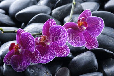 Mee Ting, beautiful orchid detail still life spa stones (alternative, aromatherapie, schönheit, schwarz, körperpflege, pflege, close-up, details, tau, entladen, exotisch, blume, gesundheit, gesundheitswesen, life, luxus, natürlich, natur, orchid, kieselstein, rosa, frangipani, erholung, rot, fels, beruhig)