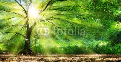 Romolo Tavani, Tree With Sunshine In Wild Forest (wald, baum, panorama, sonne, grün, display, panoramisch, hintergrund, dynamisch, natur, ray, laubwerk, licht, landschaftlich, landschaft, froh, sonnenlicht, szenerie, landschaft, aussen, hell, buche, leuchten, sonnenstrahl, sommer, umwelt, frühlin)