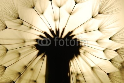 Anette Linnea Rasmus, dandelion seed (pusteblume, samen, weich, pappus, blume, backgrounds, verwischen, verschwommen, botanisch, braun, schließen, dandy, details, verträumt, flora, floral, gärten, grau, haarig, makro, natur, draußen, mustern, pflanze, silhouette, himmel, strukturen, somme)