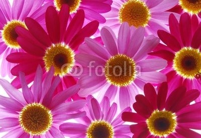 Anette Linnea Rasmus, red and pink marguerites (gänseblümchen, verbund, blume, sommer, rosa, rot, chrysanthemum, backgrounds, groß, blühen, blühen, botanisch, botanisch, knospe, close-up, gänseblümchen, details, frisch, gärten, makro, natürlich, natur, draußen, park, pflanze, jahreszeitlic)