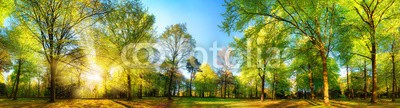 Smileus, Gorgeous panoramic spring scenery with the sun beautifully illuminating the fresh green foliage (frühling, landschaft, natur, park, wald, sonne, panorama, baum, grün, aussen, sonnenschein, sonnenstrahl, blatt, szenerie, froh, naturpark, picturesque, flora, pflanze, hiking, sonnenaufgang, sonnenuntergang, posters, licht, ray, botanik, baum, frisc)