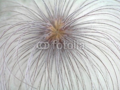 Anette Linnea Rasmus, firework cascade from clematis pappus (abstrakt, pappus, waldreben, samen, backgrounds, ballett, balken, verwischen, verschwommen, botanisch, braun, cascade, close-up, details, verträumt, flora, floral, blume, gärten, grau, haarig, makro, wiese, natur, draußen, mustern, pflanze, radian)