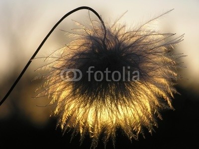 Anette Linnea Rasmus, silhouette of clematis seed (sonnenuntergänge, waldreben, samen, silhouette, abstrakt, balken, blühen, blühen, verschwommen, botanisch, close-up, creepy, details, verträumt, flora, floral, haarig, licht, makro, natürlich, natur, nachtorientierungslicht, draußen, pappu)