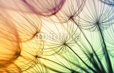 Alekss, dandelion flower background (pusteblume, makro, hintergrund, samen, sonne, sonnenlicht, abstrakt, luft, blühen, blau, botanik, hell, close-up, flora, blume, flaumig, fliege, gras, grün, licht, orange, pflanze, himmel, weich, frühling, stengel, sommer, sonnenuntergang, weiß, win)