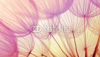 Alekss, dandelion flower background (pusteblume, makro, hintergrund, samen, sonne, sonnenlicht, abstrakt, luft, blühen, blau, botanik, hell, close-up, flora, blume, flaumig, fliege, gras, grün, licht, orange, pflanze, himmel, weich, frühling, stengel, sommer, sonnenuntergang, weiß, win)