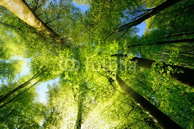 Smileus, Rays of sunlight falling through a tree canopy create an enchanting atmosphere in a fresh green forest (wald, landschaft, natur, frühling, sommer, baum, sonne, baumkrone, grün, blatt, baum, baumstamm, wald, sonnenlicht, sonnenschein, sonnenstrahl, ray, aussen, park, flora, pflanze, idyllisch, hoheitsvoll, froh, leuchten, leuchten, frisch, frühlingshaf)