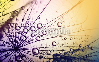 Alekss, dandelion flower background (pusteblume, makro, hintergrund, samen, sonne, sonnenlicht, abstrakt, luft, blühen, blau, botanik, hell, close-up, flora, blume, flaumig, fliege, gras, grün, licht, orange, pflanze, himmel, weich, frühling, stengel, sommer, sonnenuntergang, weiß, win)