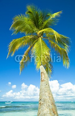 Beboy, Cocotier (kokospalme, palme, strand, landschaft, insel, tropisch, tropisch, tropics, seychellen, westindische inseln, karibik, küste, küste, ozean, meer, lagune, sonne, vakanz, urlaub, himmel, ruhen, entspannung, sand, sightseeing, seaside, türkis, reisen, somme)