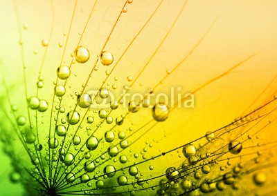 Alekss, dandelion flower background (pusteblume, makro, hintergrund, samen, sonne, sonnenlicht, abstrakt, luft, blühen, blau, botanik, hell, close-up, flora, blume, flaumig, fliege, gras, grün, licht, orange, pflanze, himmel, weich, frühling, stengel, sommer, sonnenuntergang, weiß, win)