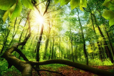 Smileus, Green beech forest with bright beautiful sun beams, framed by foreground foliage and a fallen tree trunk (wald, natur, landschaft, frühling, sommer, sonne, grün, baum, aussen, sonnenschein, sonnenstrahl, blatt, szenerie, froh, picturesque, flora, pflanze, holz, wald, hübsch, licht, sonnenlicht, forstwirtschaft, ökosystem, ray, baum, baumstamm, frühlin)