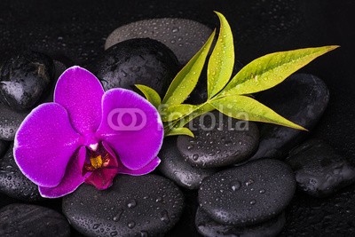 luigi giordano, orchidea con sassi neri (umwelt, schönheit, wohlbefinden, kurort, blume, laubwerk, massage, orchid, steine, entspannung, entspannung, steine, frisch, fallen lassen, gesundheit, frieden, wasser, meditation, rechtsbehelf, sp)