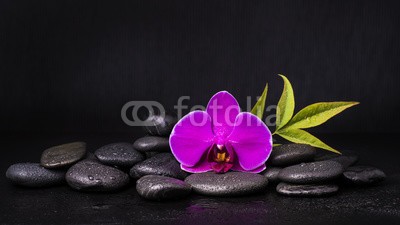 luigi giordano, orchidea con sassi neri (umwelt, schönheit, wohlbefinden, kurort, blume, laubwerk, massage, orchid, steine, entspannung, entspannung, steine, frisch, fallen lassen, gesundheit, frieden, wasser, meditation, rechtsbehelf, sp)