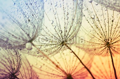 Alekss, dandelion flower background (pusteblume, makro, hintergrund, samen, sonne, sonnenlicht, abstrakt, luft, blühen, blau, botanik, hell, close-up, flora, blume, flaumig, fliege, gras, grün, licht, orange, pflanze, himmel, weich, frühling, stengel, sommer, sonnenuntergang, weiß, win)