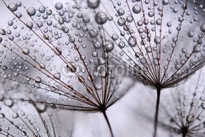 Anette Linnea Rasmus, dandelion seeds (pusteblume, samen, grau, fallen lassen, weich, pappus, blume, backgrounds, verwischen, verschwommen, botanisch, braun, schließen, dandy, details, verträumt, flora, floral, gärten, haarig, makro, natur, draußen, mustern, pflanze, silhouette, himme)